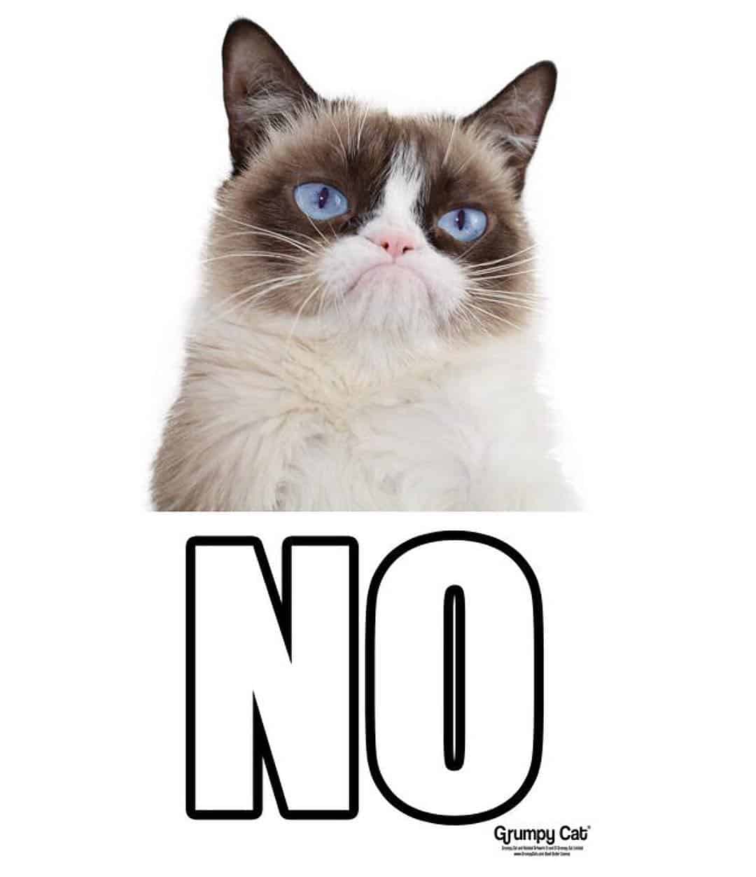 funny grumpy cat meme saying no
