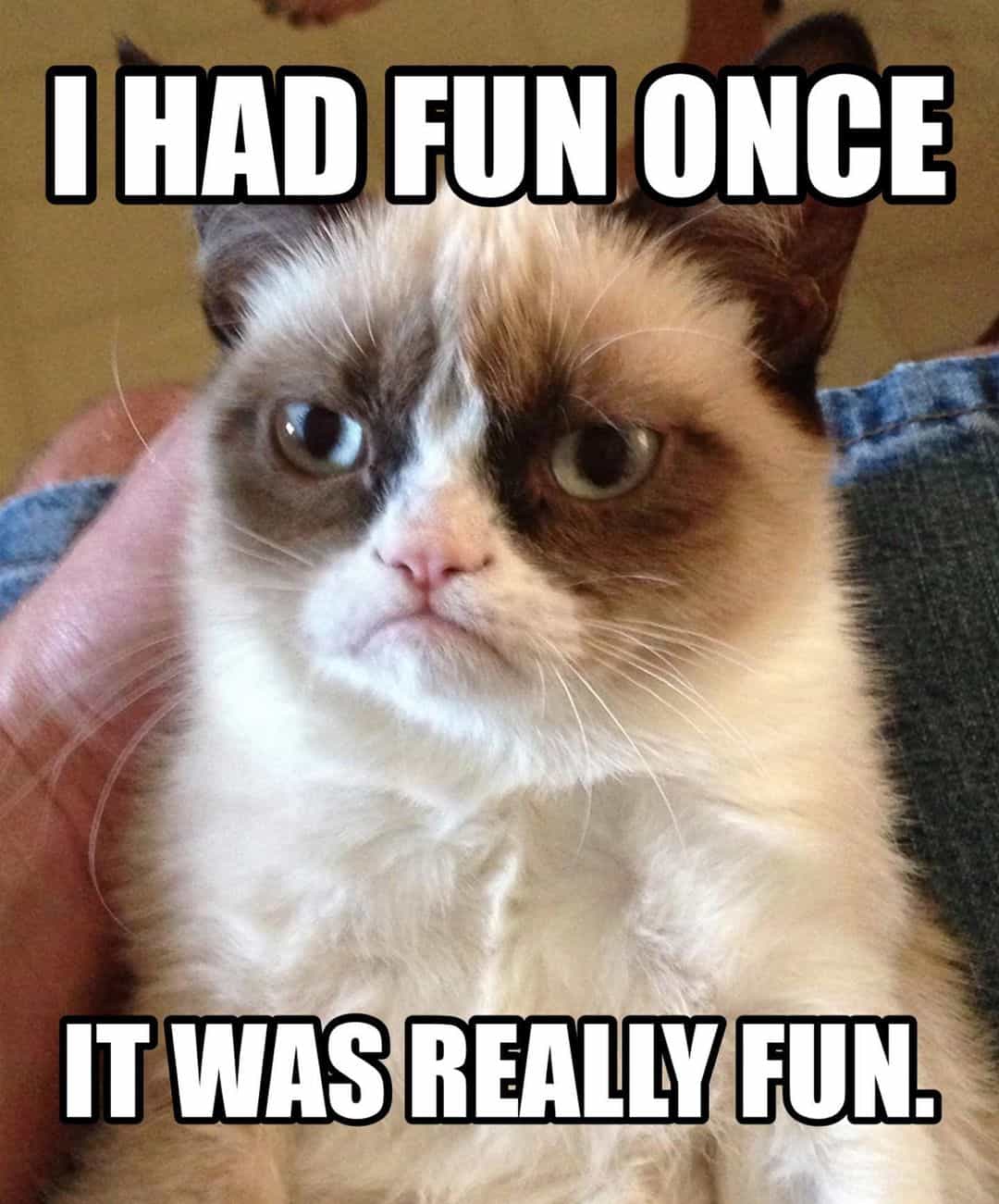funny grumpy cat meme