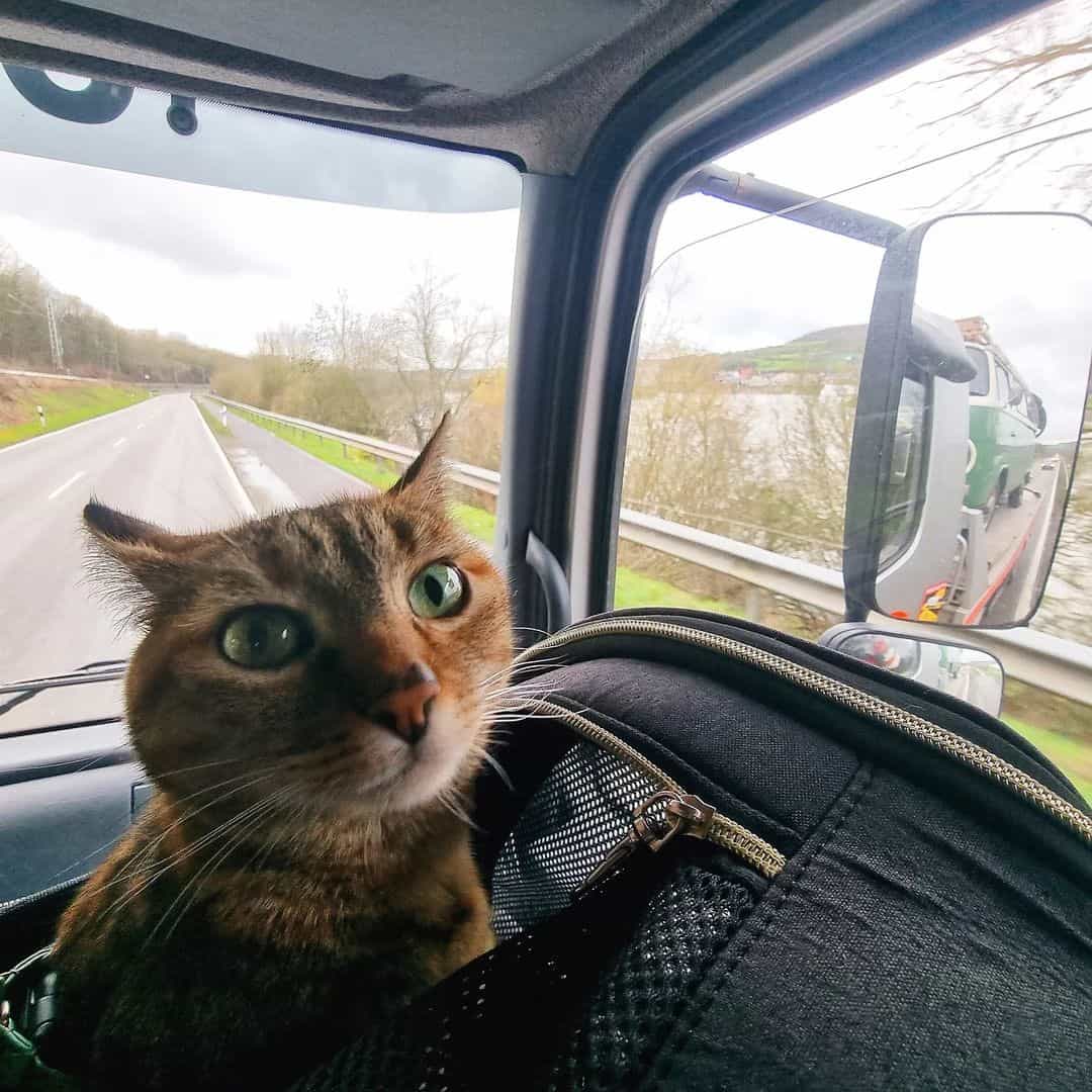 funny photo of Nala the traveling cat during a car ride