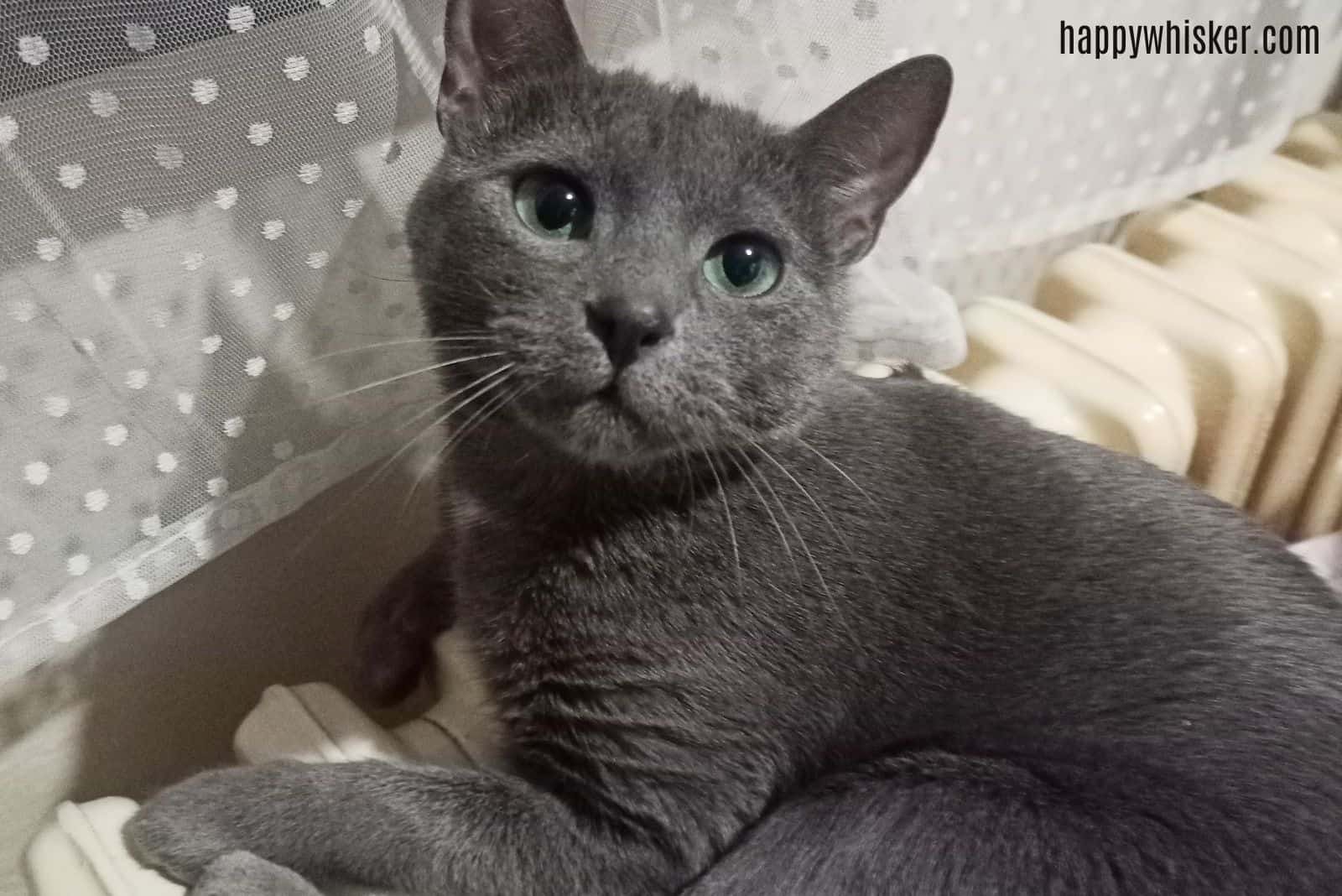 grey cat sitting on bed