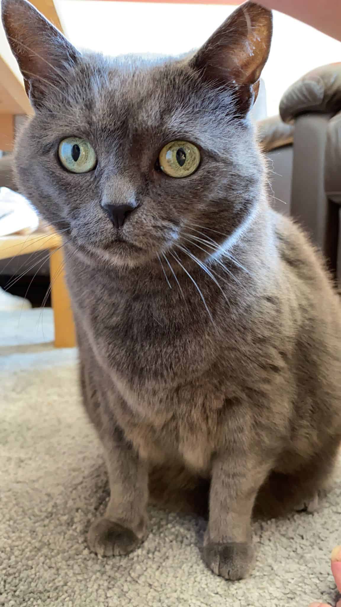 grey cat with green eyes