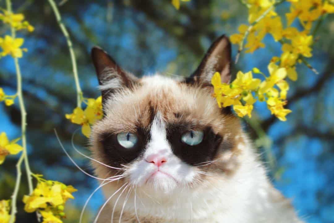grumpy cat photo among flowers