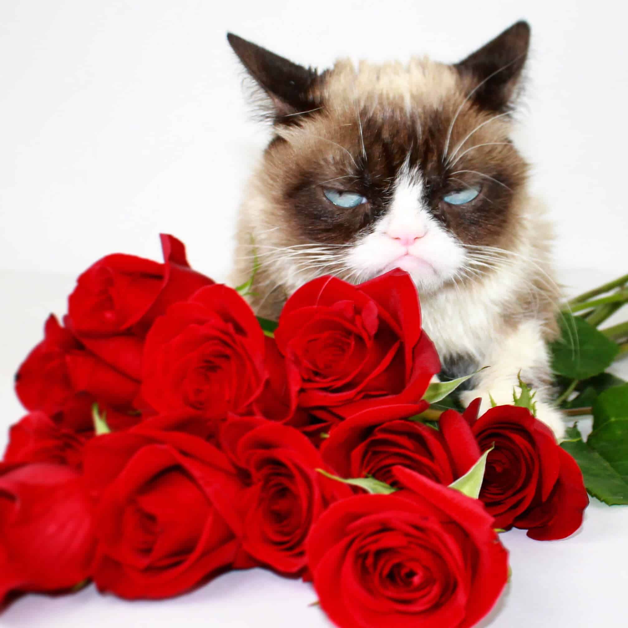 grumpy cat with roses