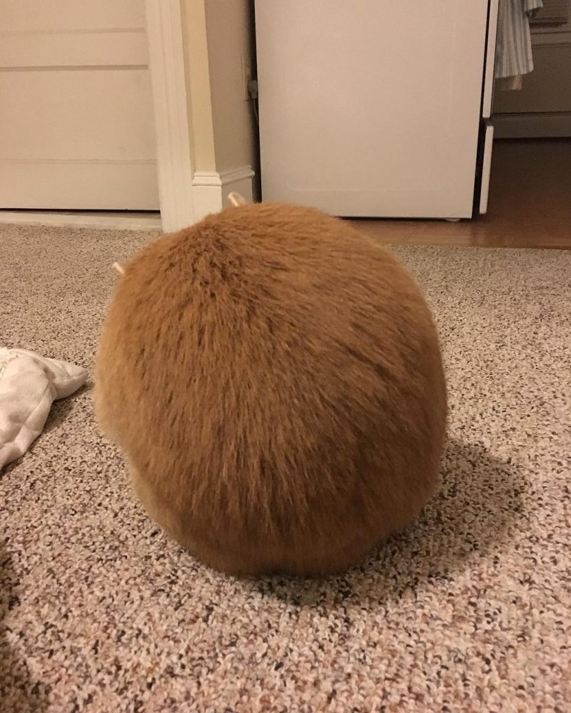 gus the cat curled up in a ball
