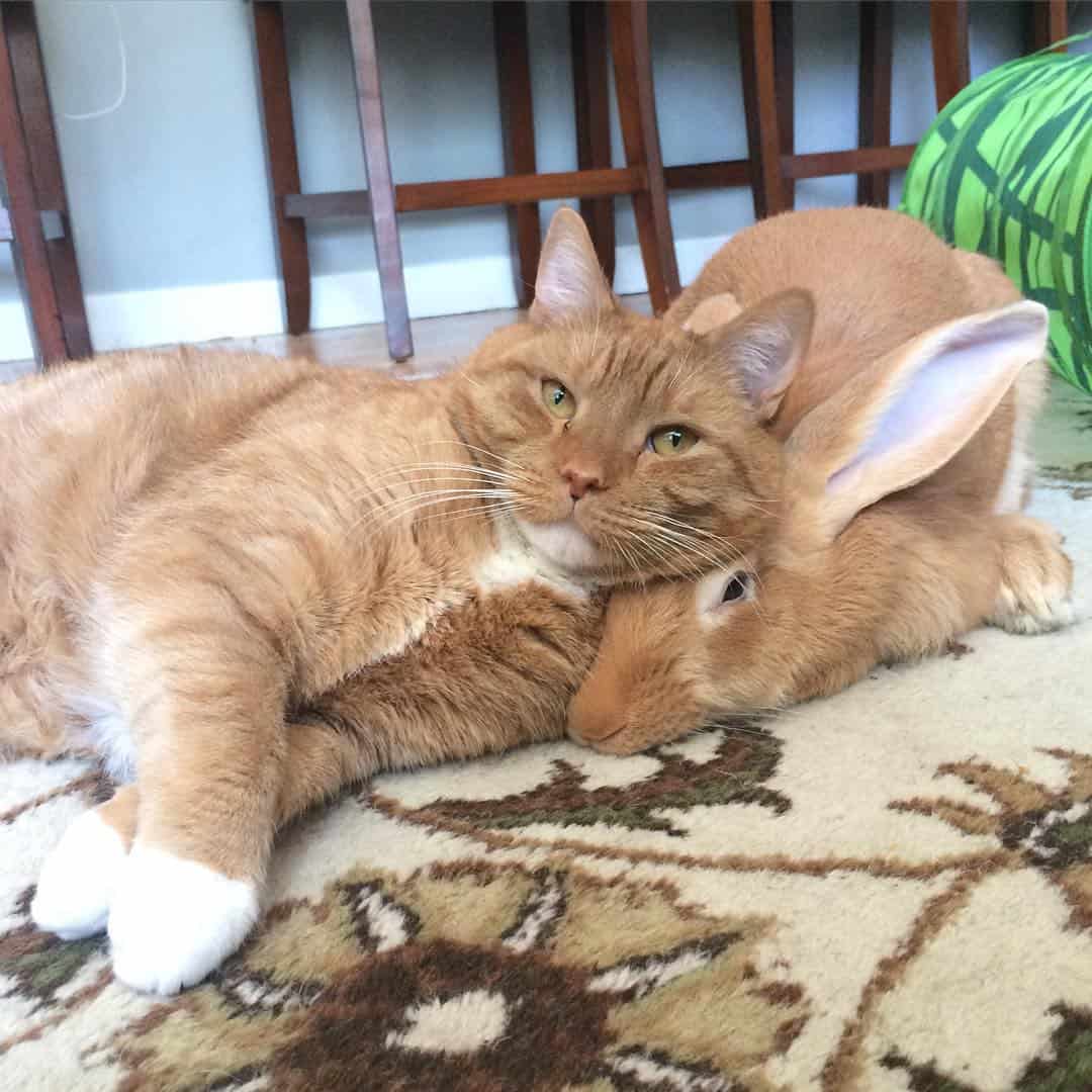 gus the cat leaning on wallace the rabbit