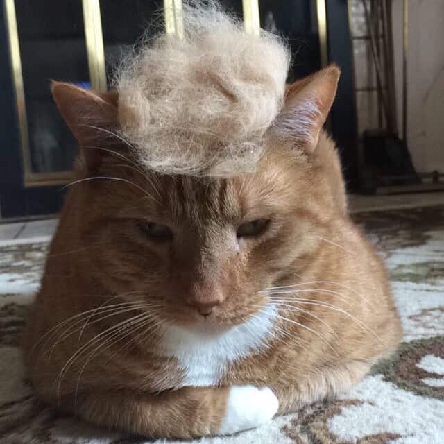 gus the cat with hair on his head
