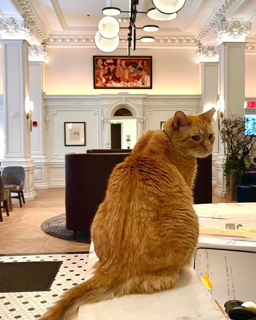 hamlet the cat sitting in the hotel lobby