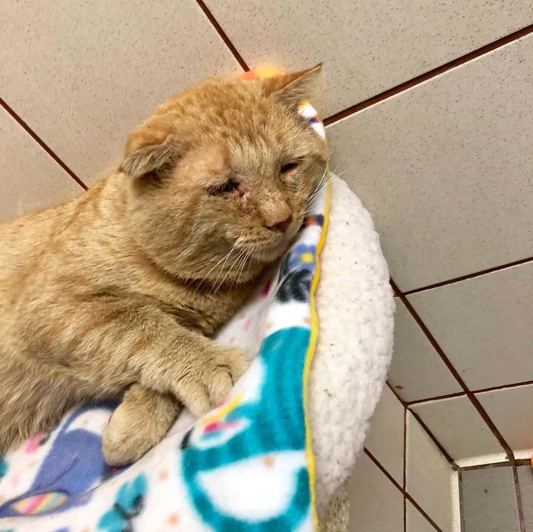 heartbroken cat lying on blanket