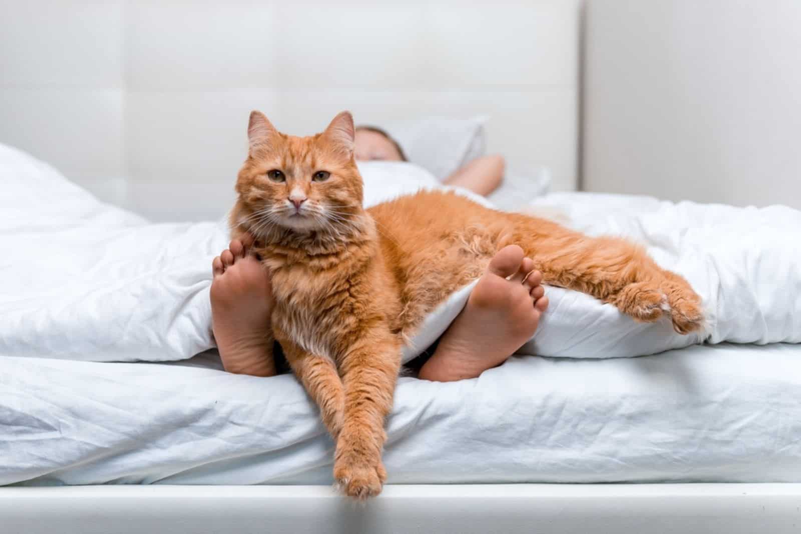 kid lying in bed under the white blanket with cat lying on feet 