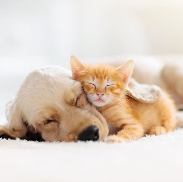 kitten and dog sleeping together