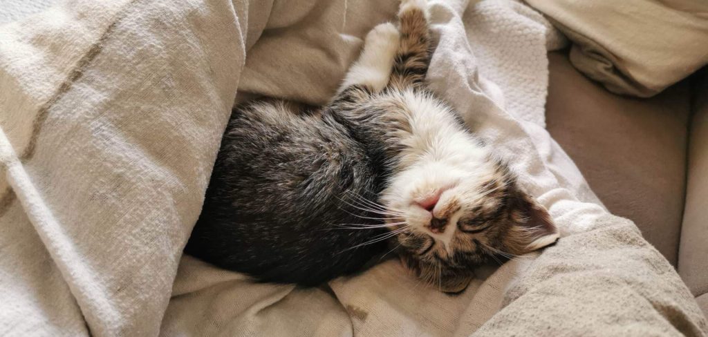 kitten enjoying a nap in the sun