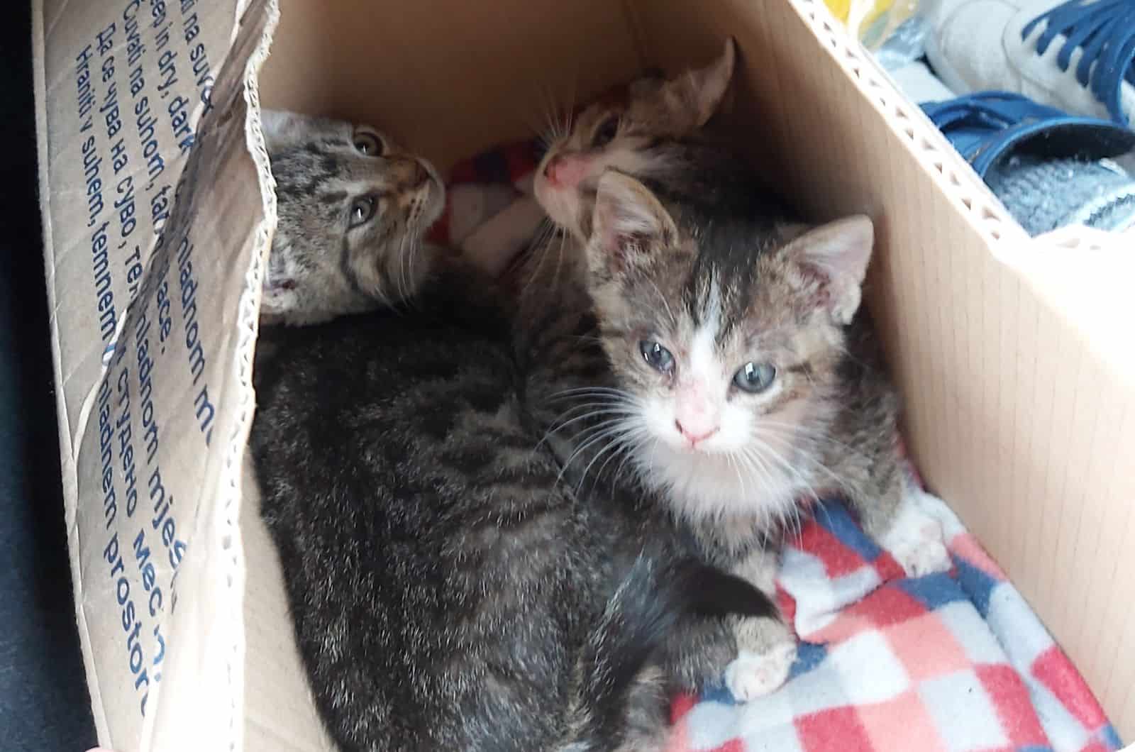 kittens lying in box