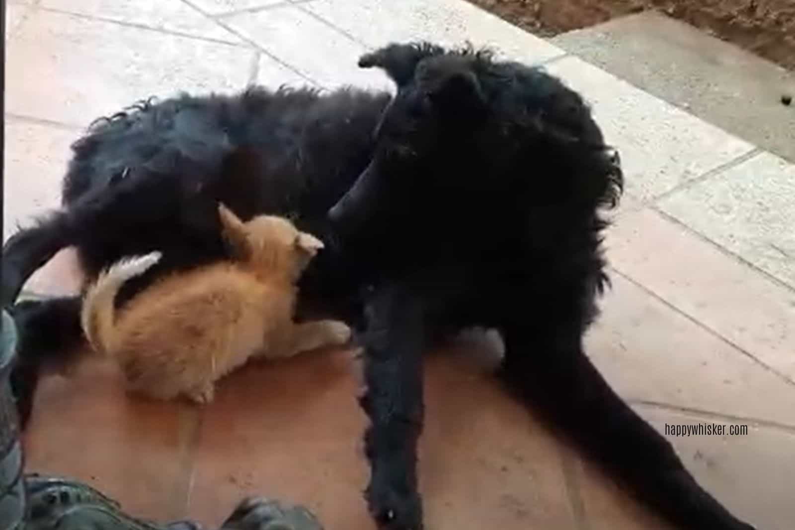kitty playing with black dog