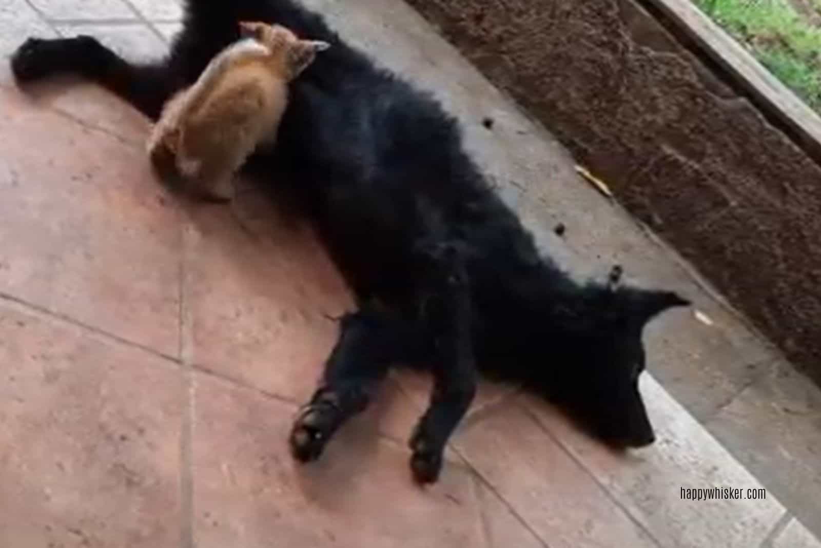 kitty trying to get some milk from dog