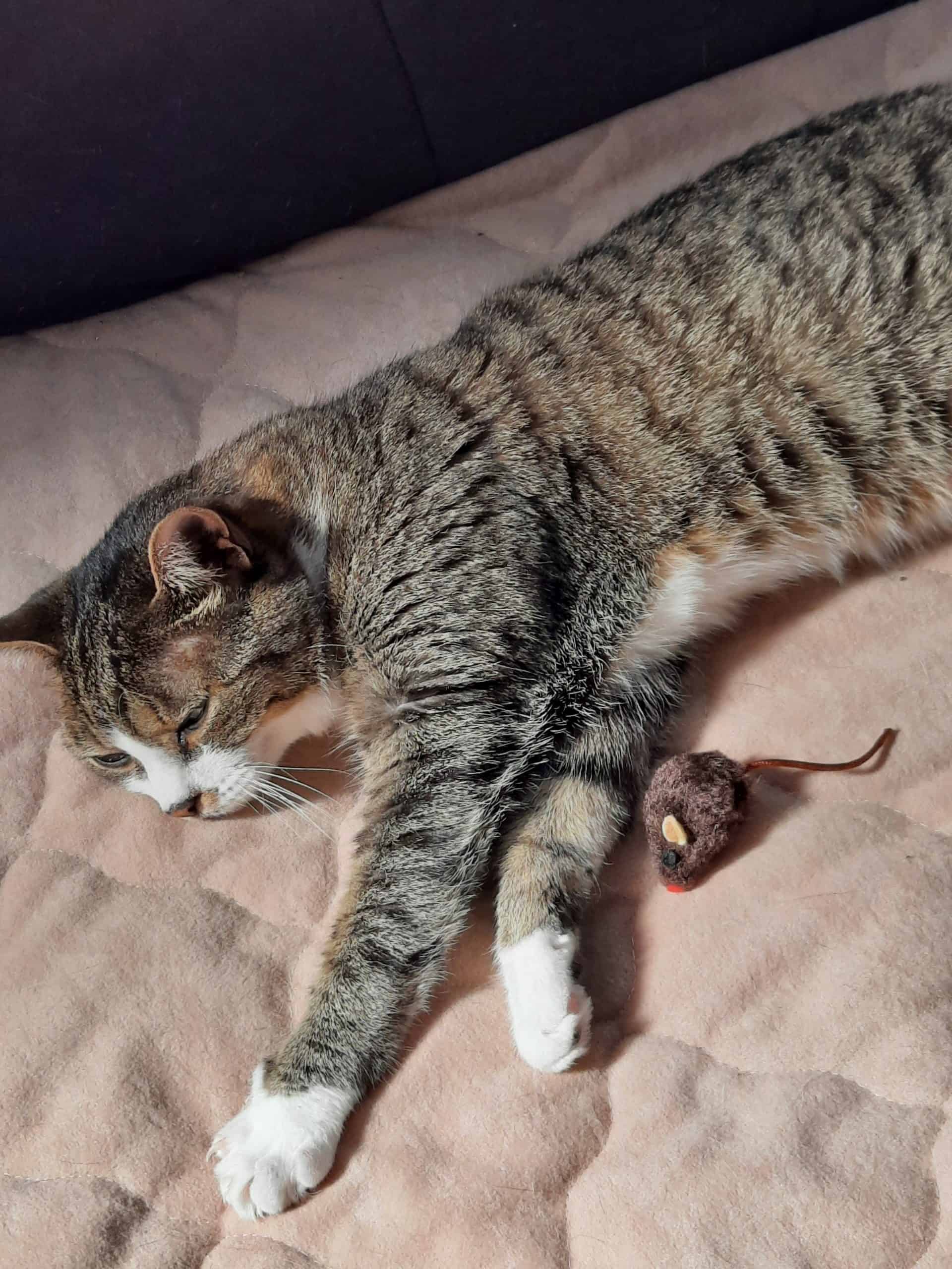 lily cat laying on the bed