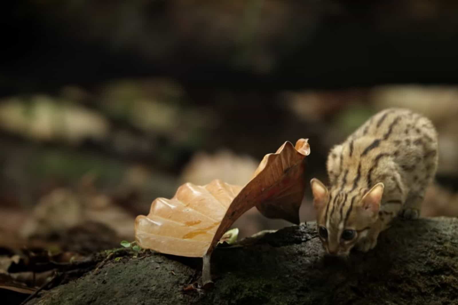 little kitten lying by leaf