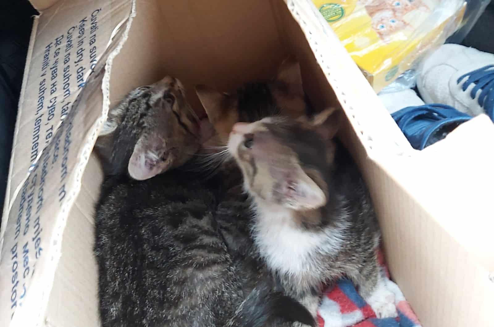 little kittens in box