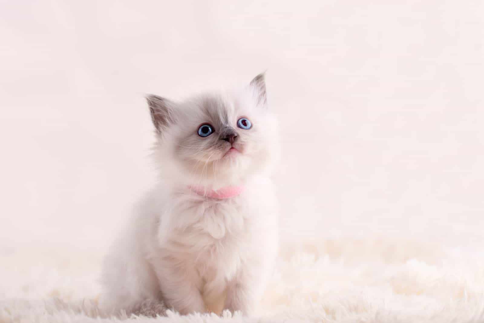 little ragdoll kitten with blue eyes in pink collar sitting on a beige background