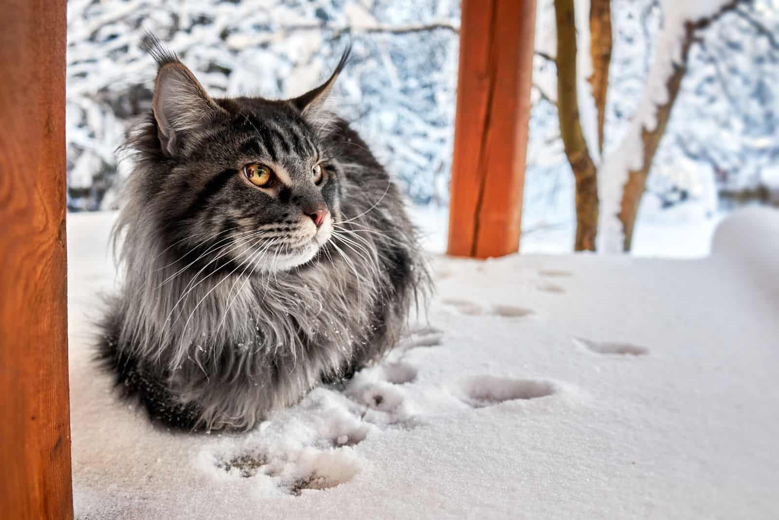 maine coon cat in winter sunny snowy park