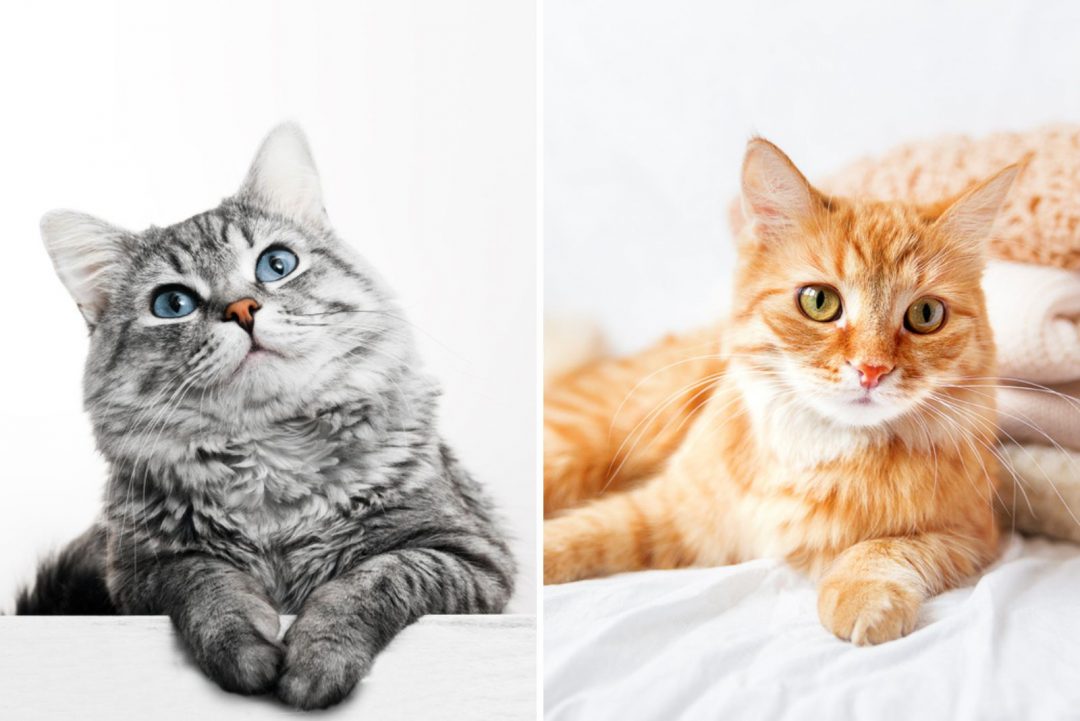 How To Tell A Cat’s Gender Just By Looking At Its Face?