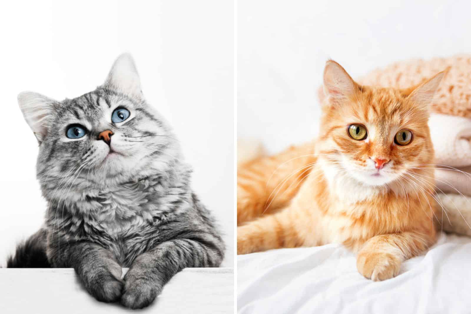 male vs female cat