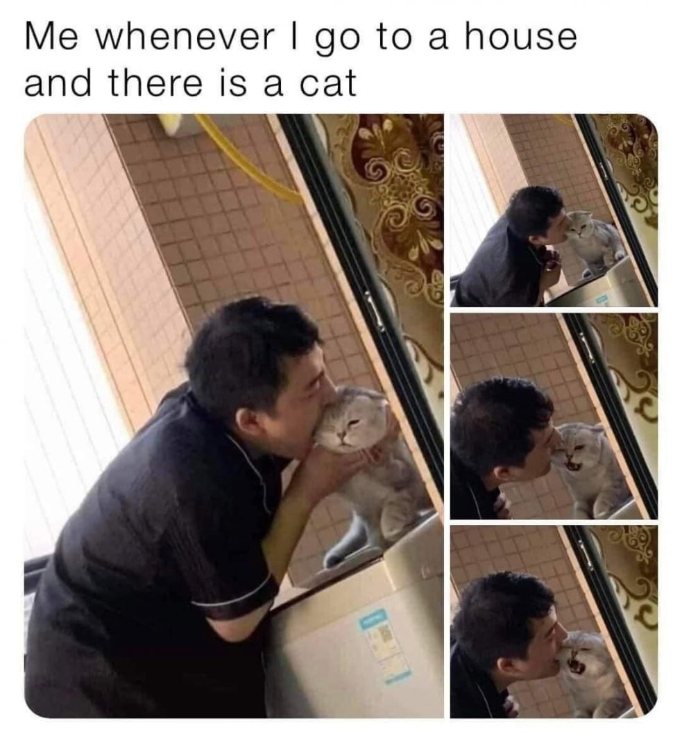Top 10 Best Cat Memes You’ll See Today