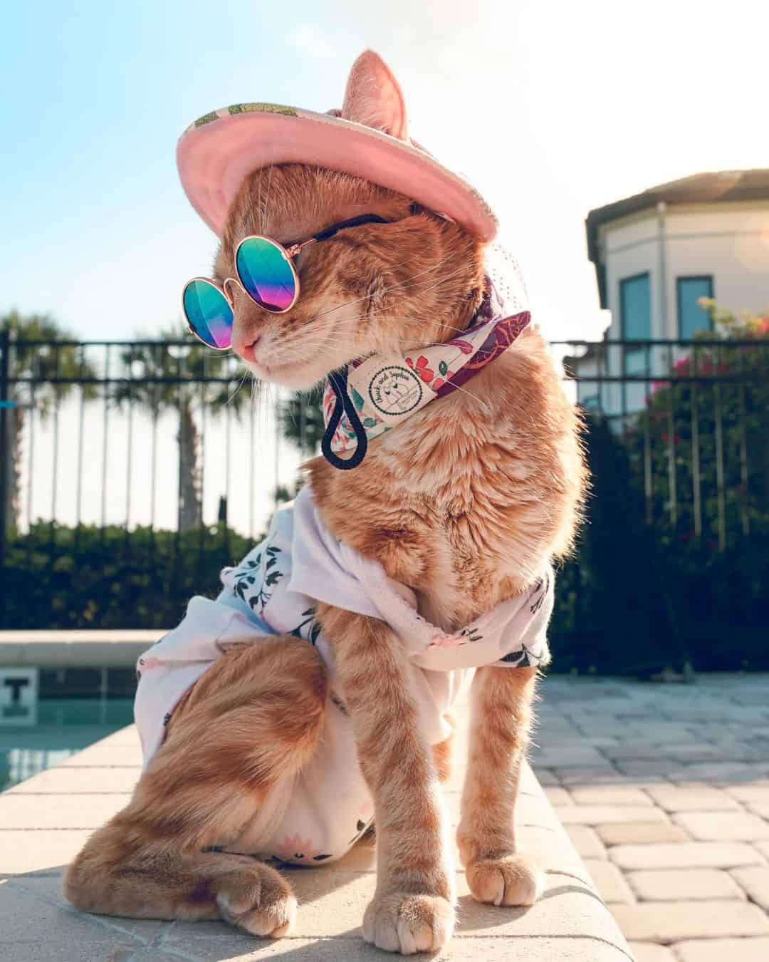 manx cat with glasses and a hat on his head