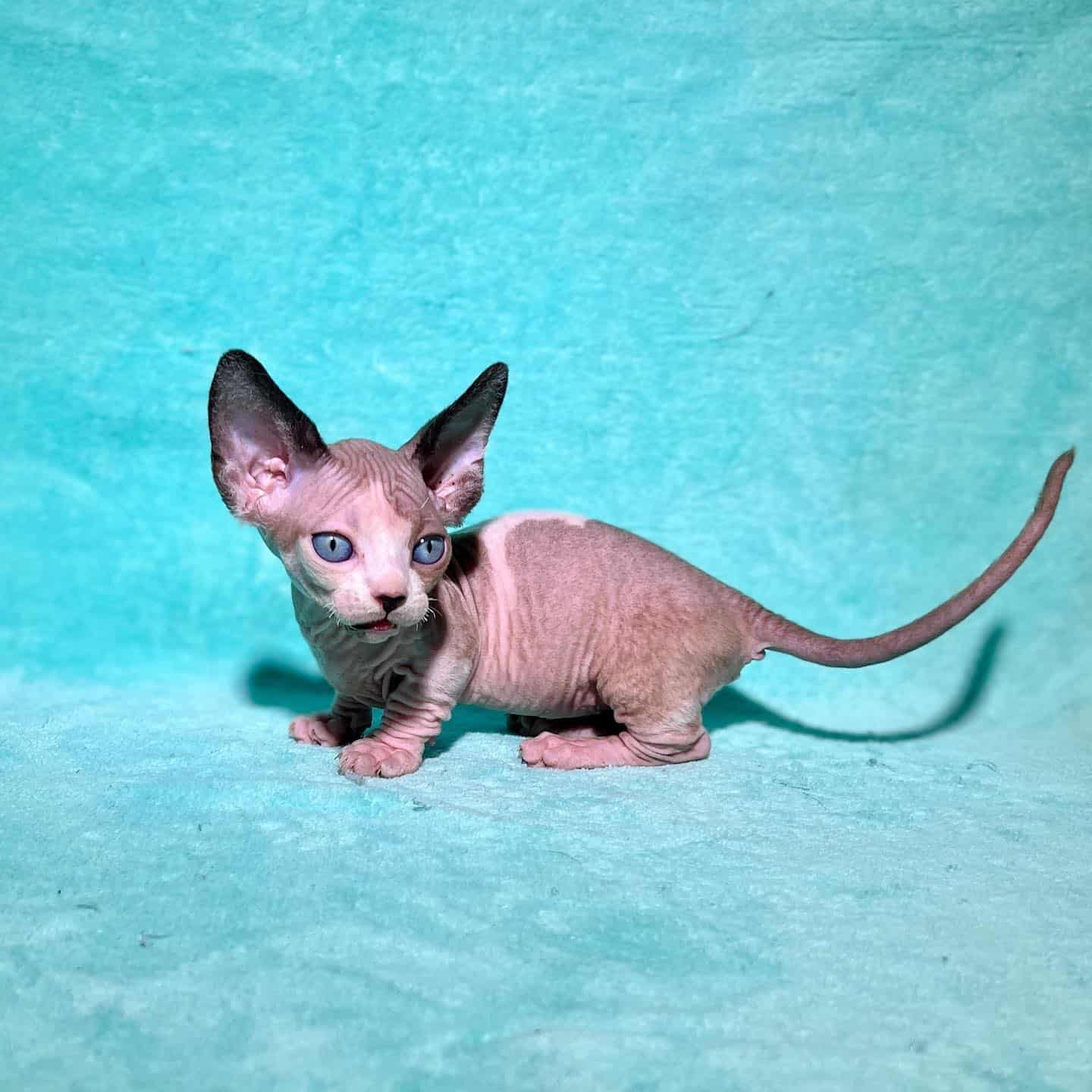 minskin cat on blue background