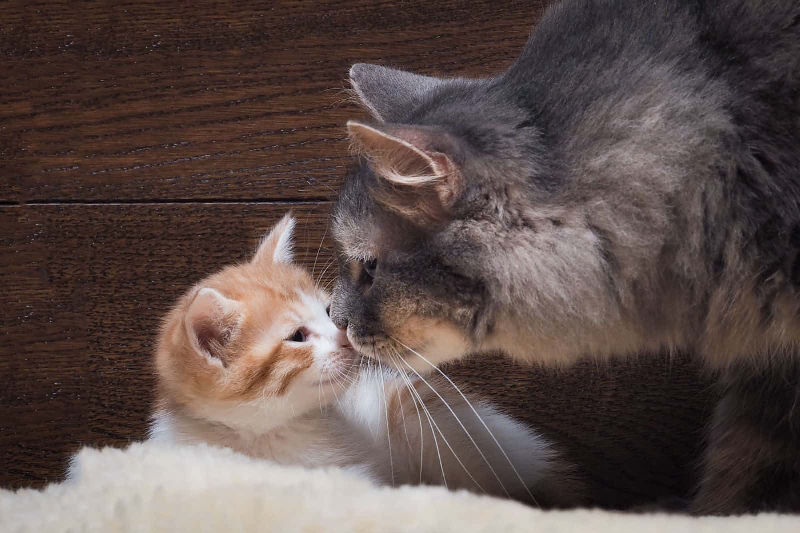 mother cat sniffs her newborn kitten