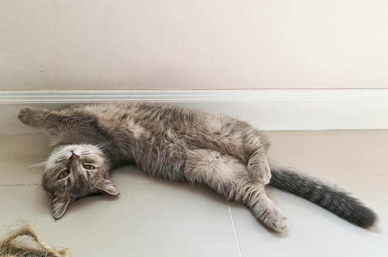 munchkin cat lying on back