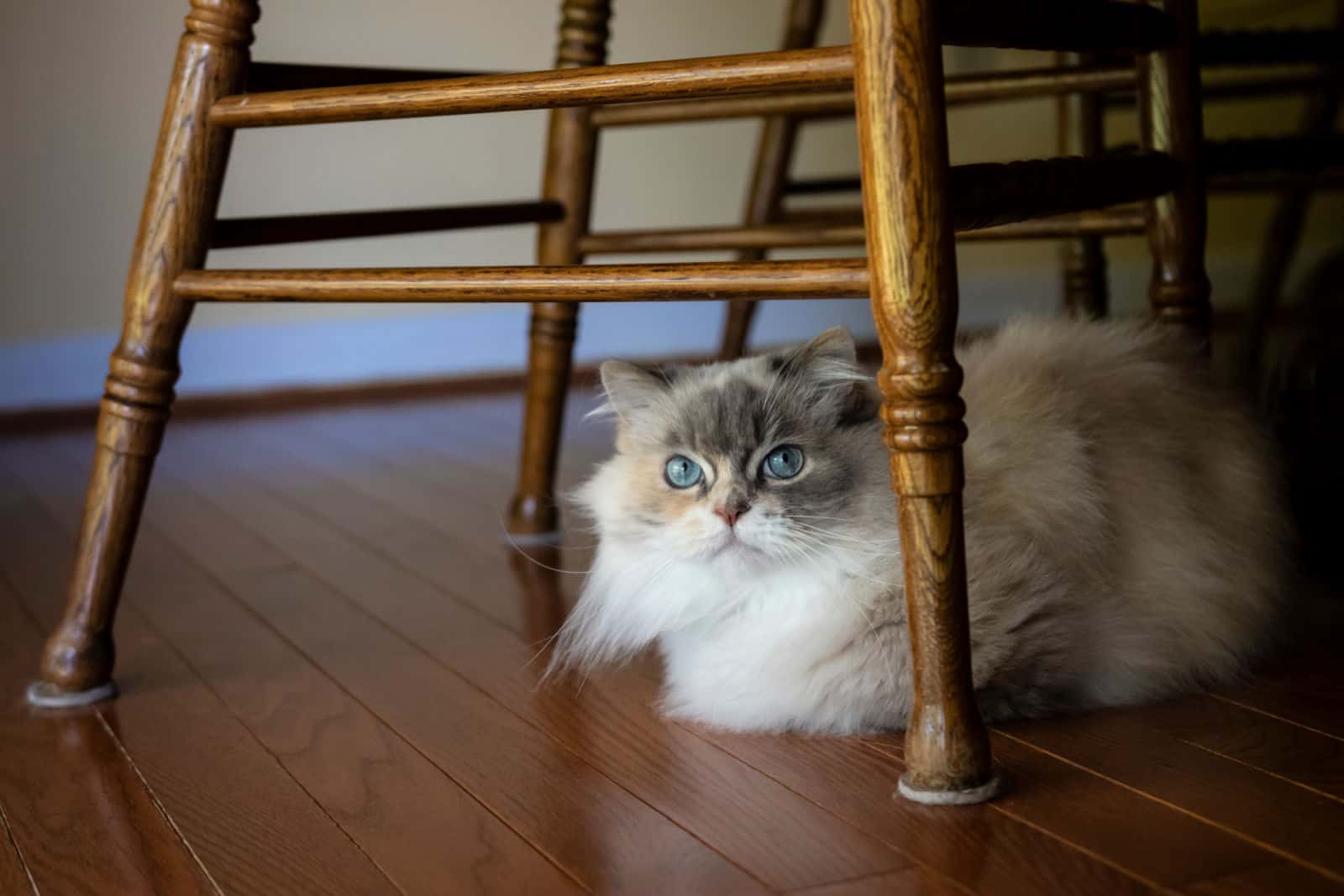 napoleon cat breed sitting under a chair