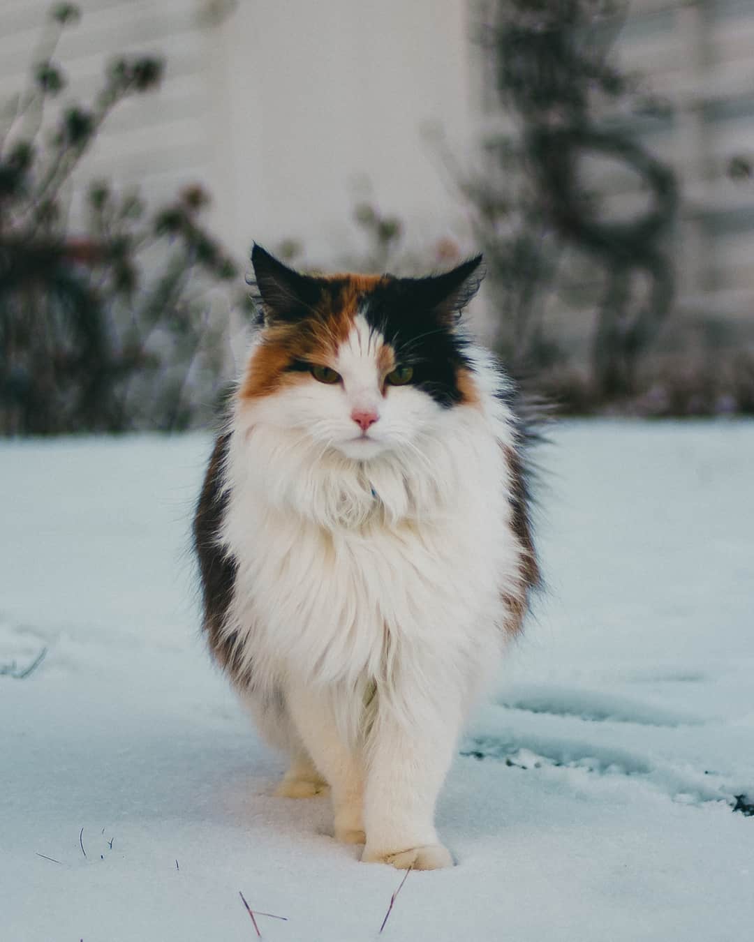 norwegian forest cat seta in the snow