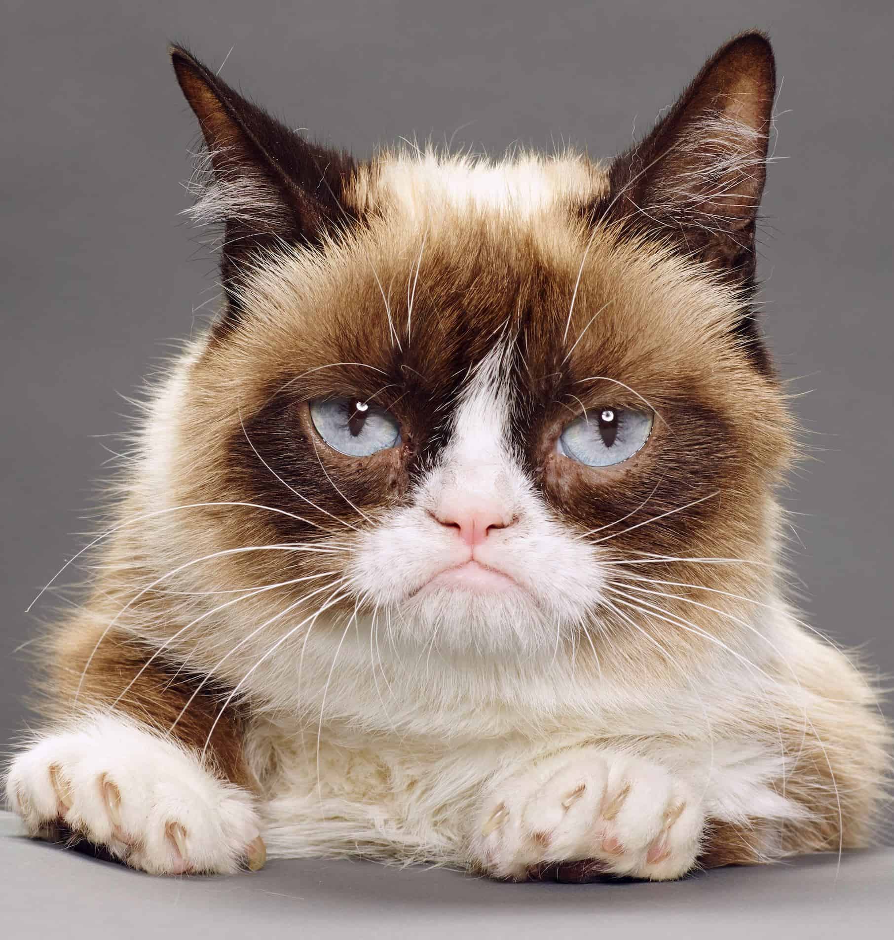 official grumpy cat portrait