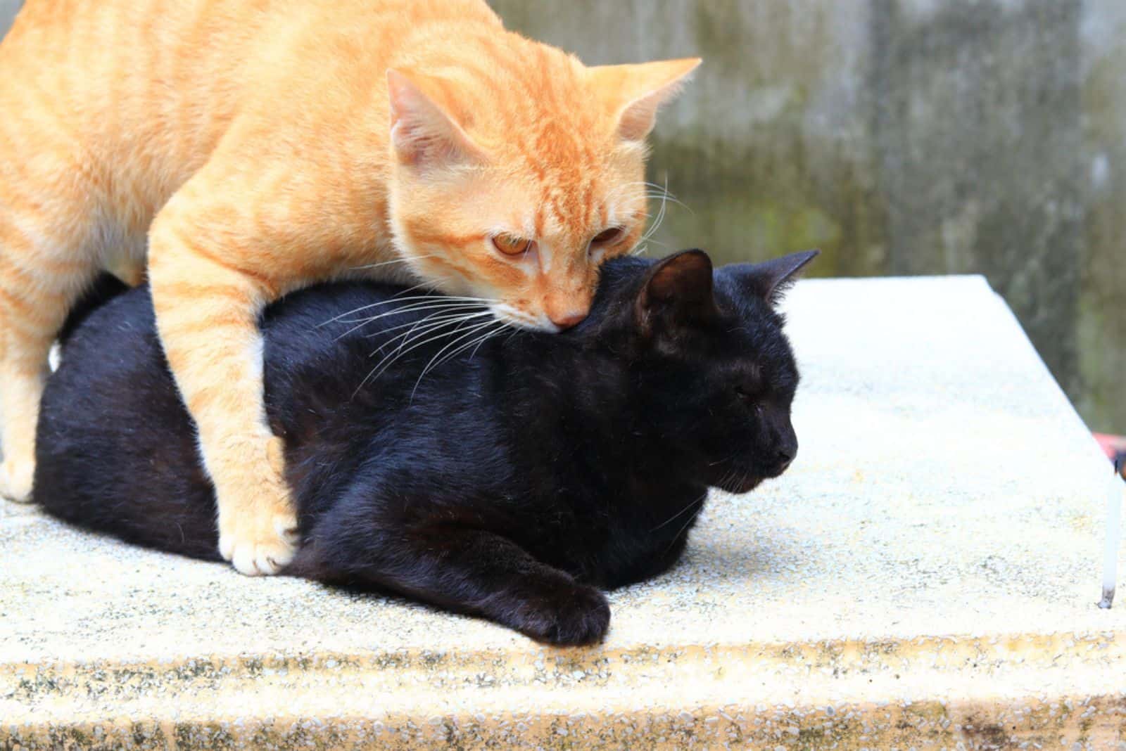 orange cat bite on neck black cat