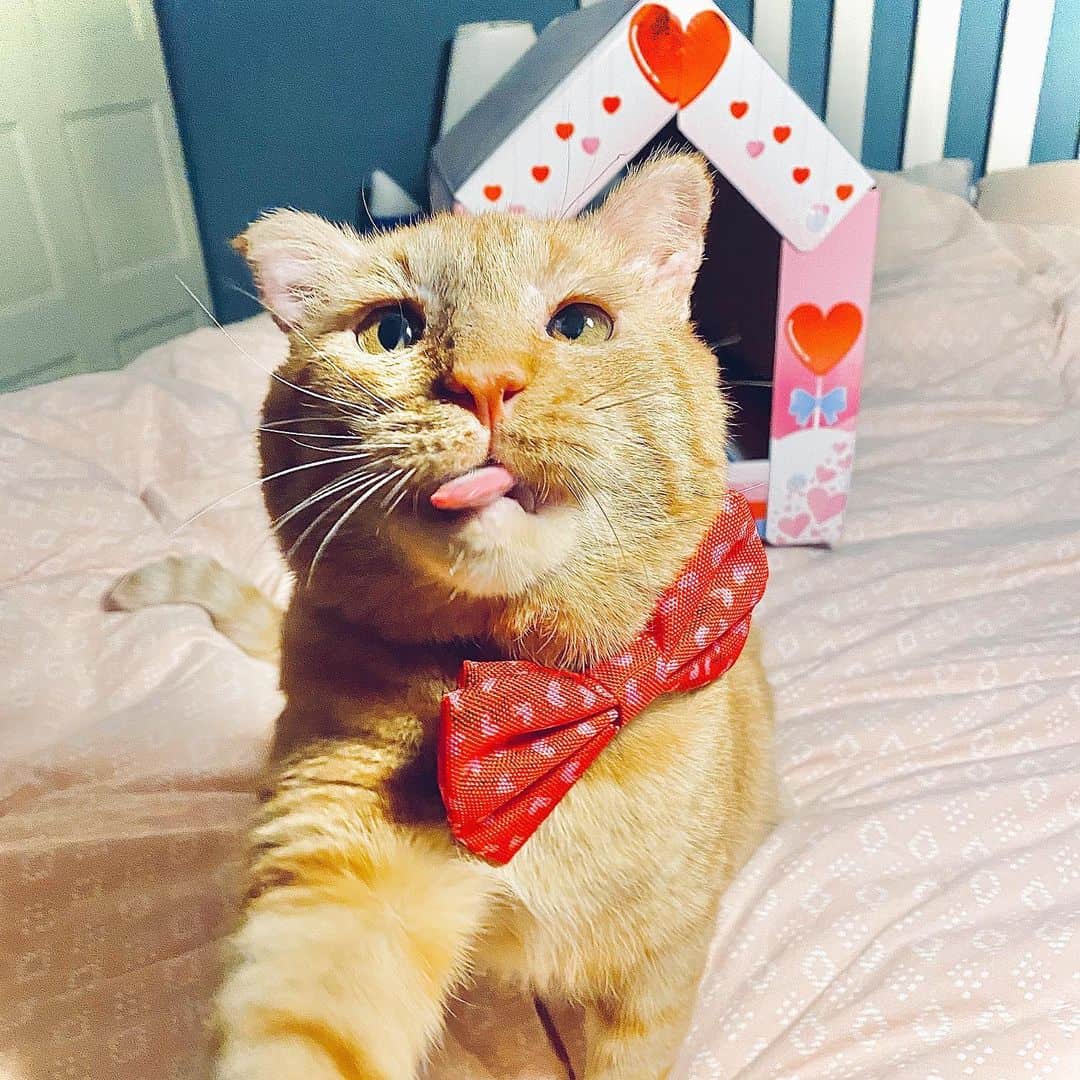 orange cat with red bow
