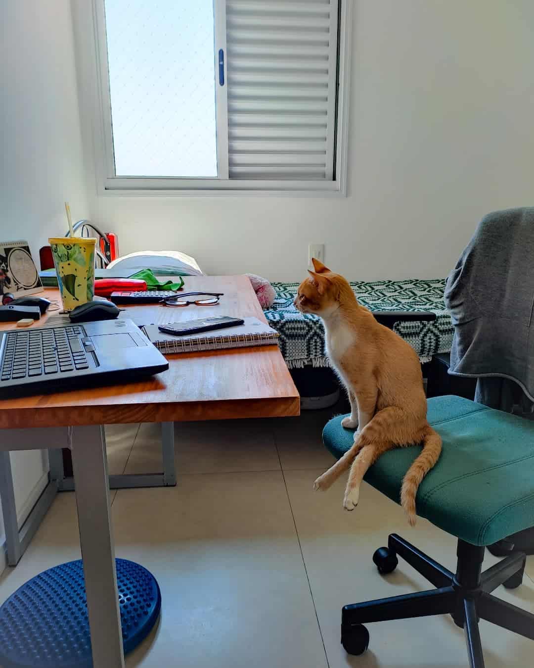 orange cat working