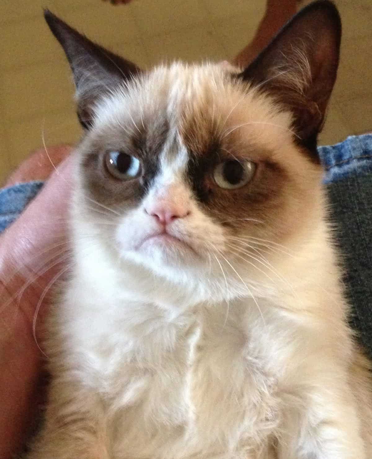 original photo of grumpy cat