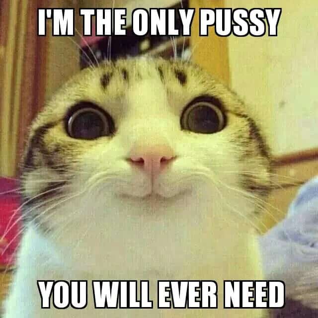 overly attached cat meme