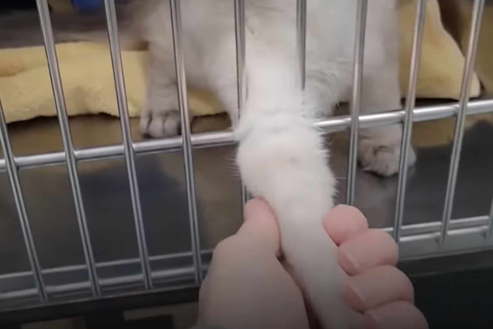 owner holding cats paw through bars