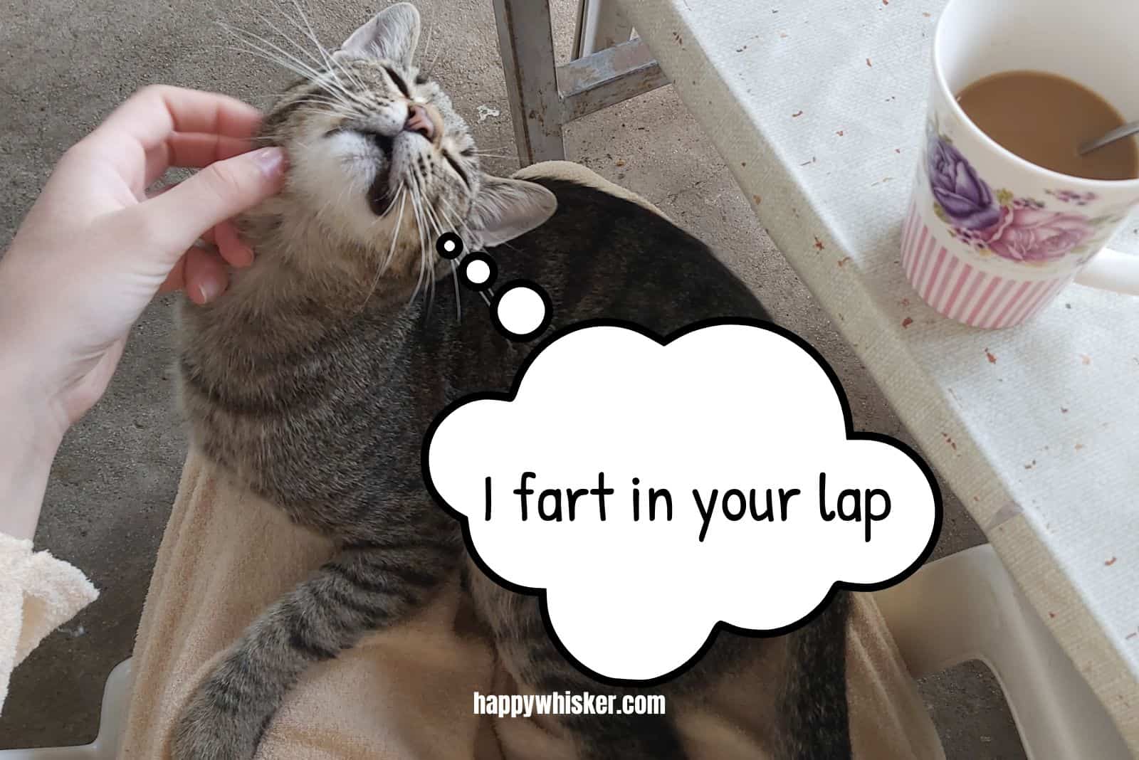 owner petting a cat that farts