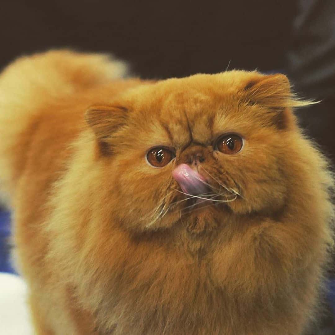 persian cat with small ears licking its face