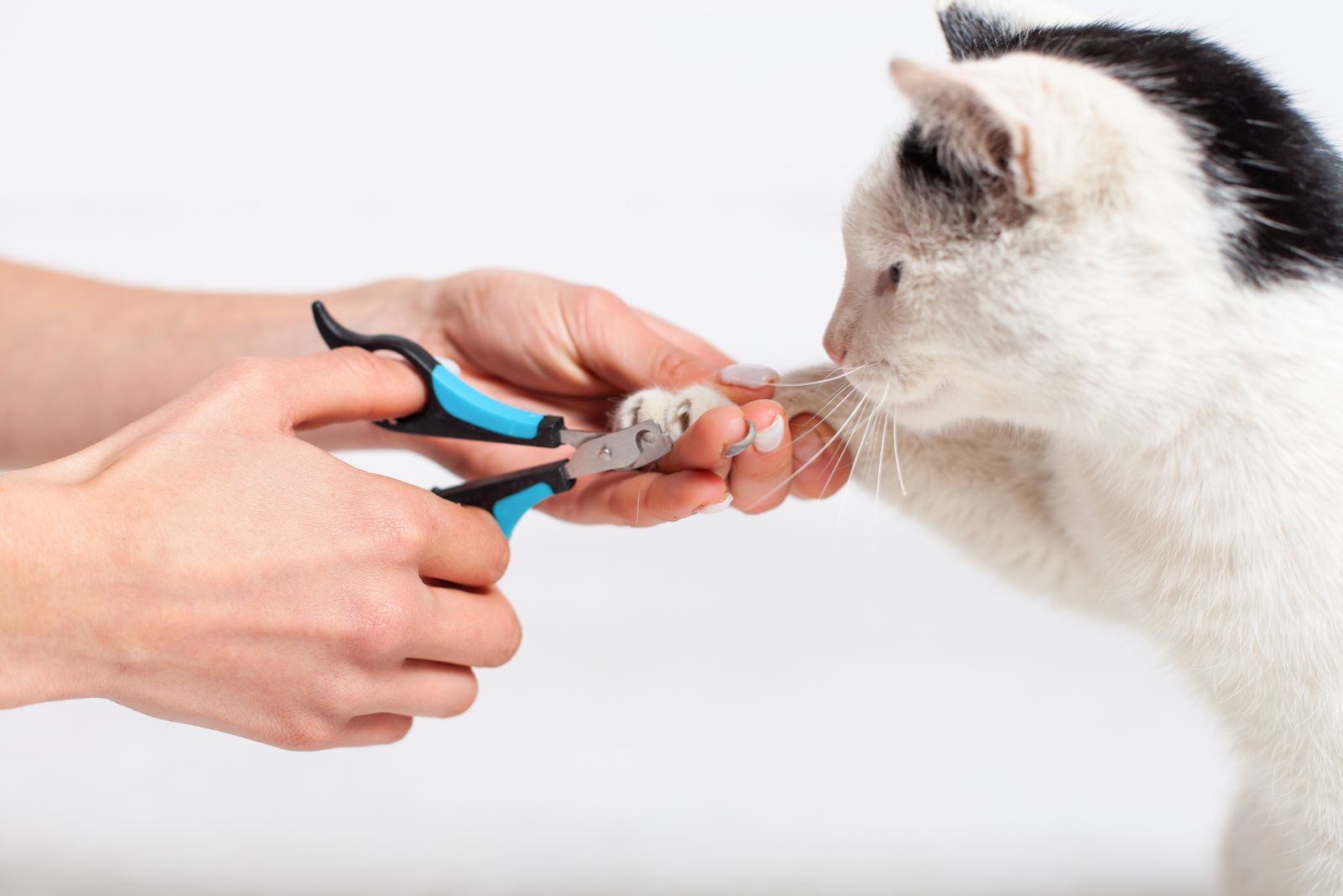 person trimming cat's nails