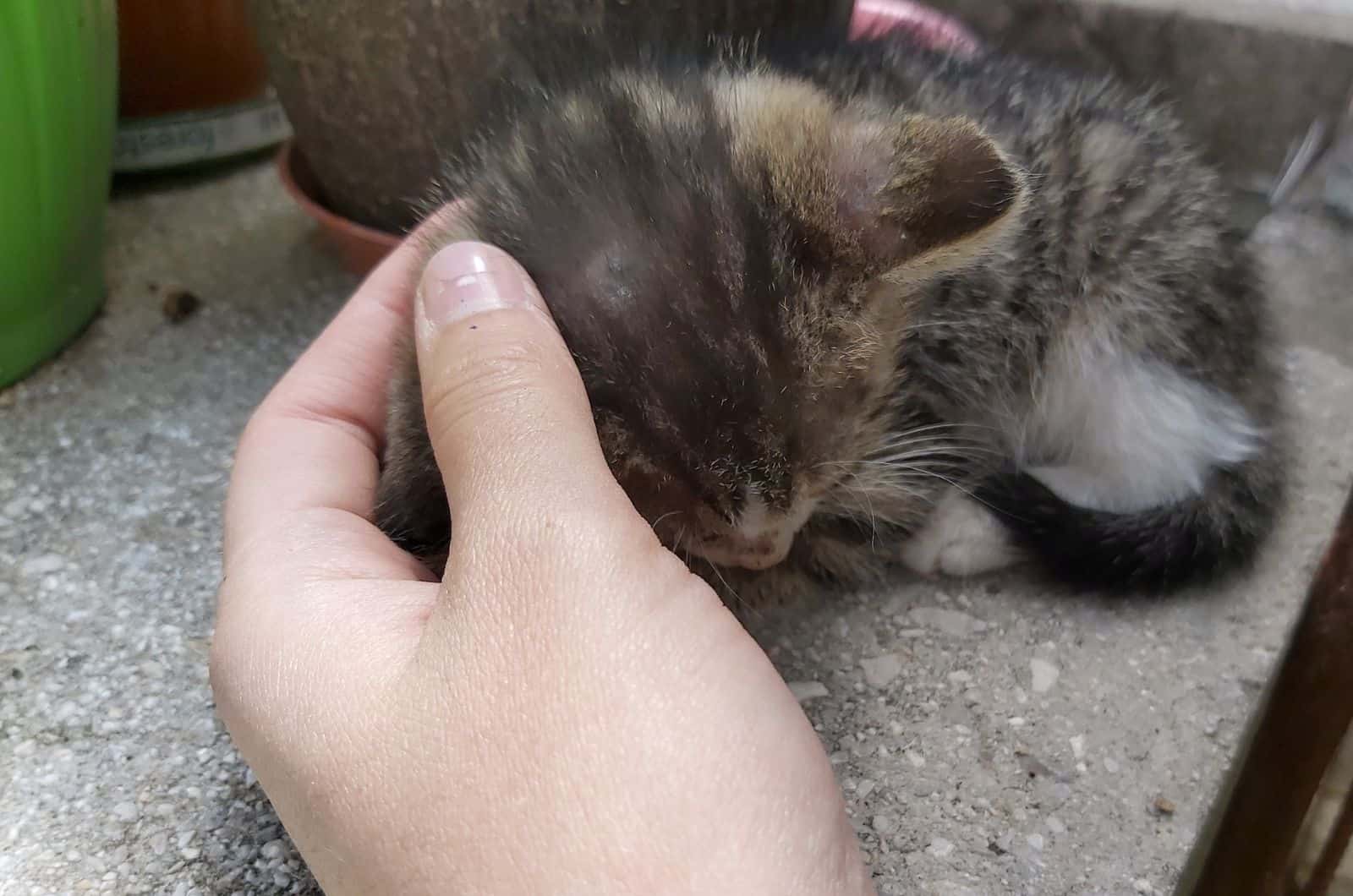 petting rescued kitten