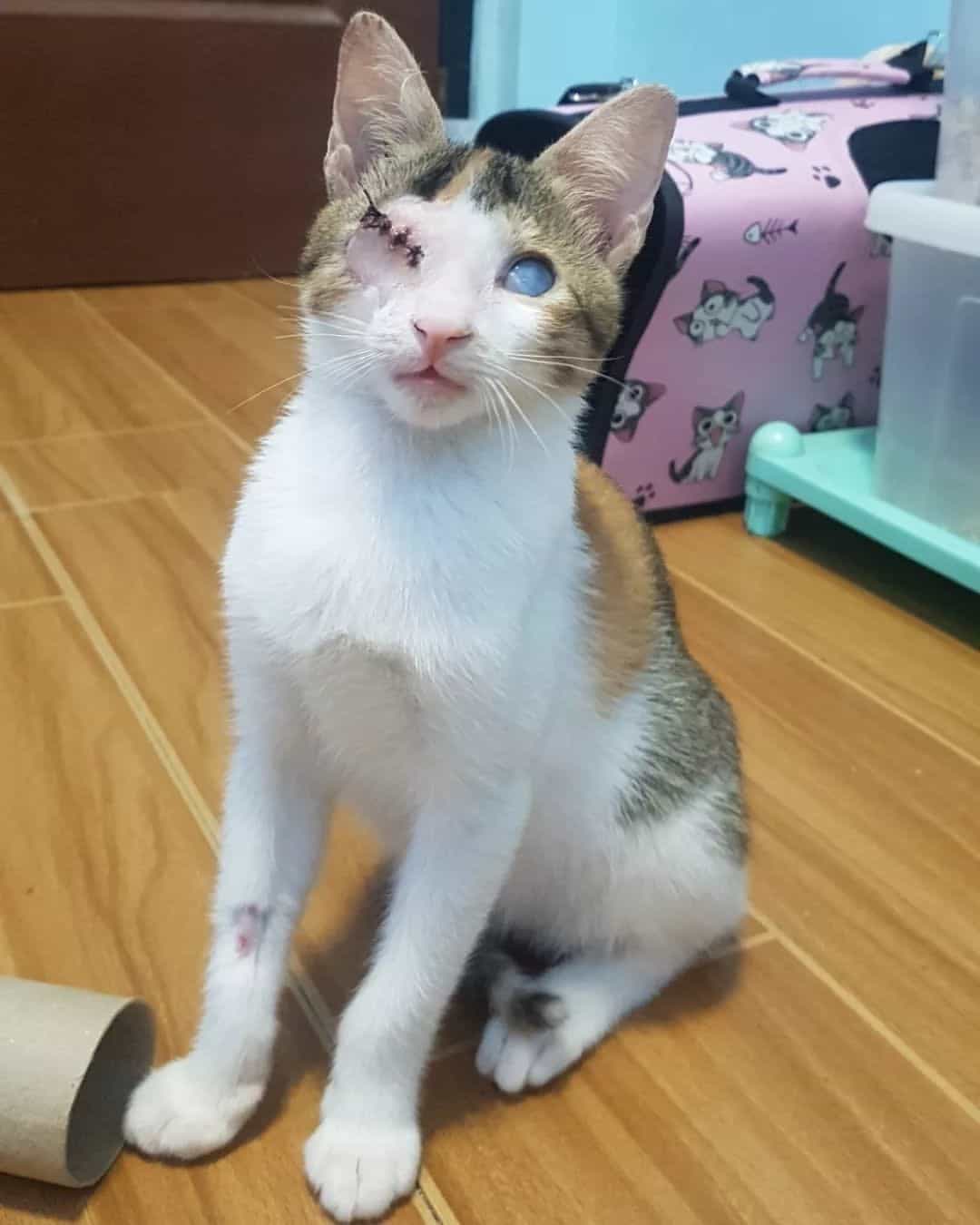 photo of Hunter, the blind calico cat