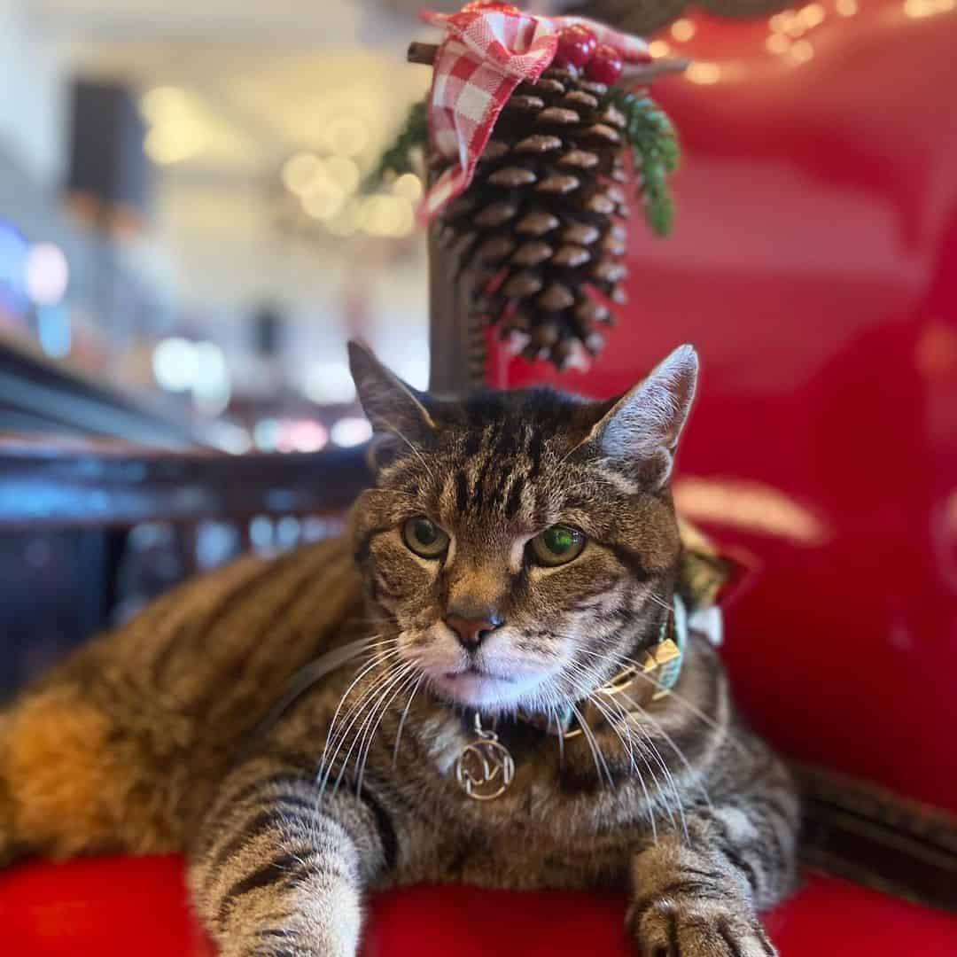 photo of Skabenga, The Oyster Box hotel's cat