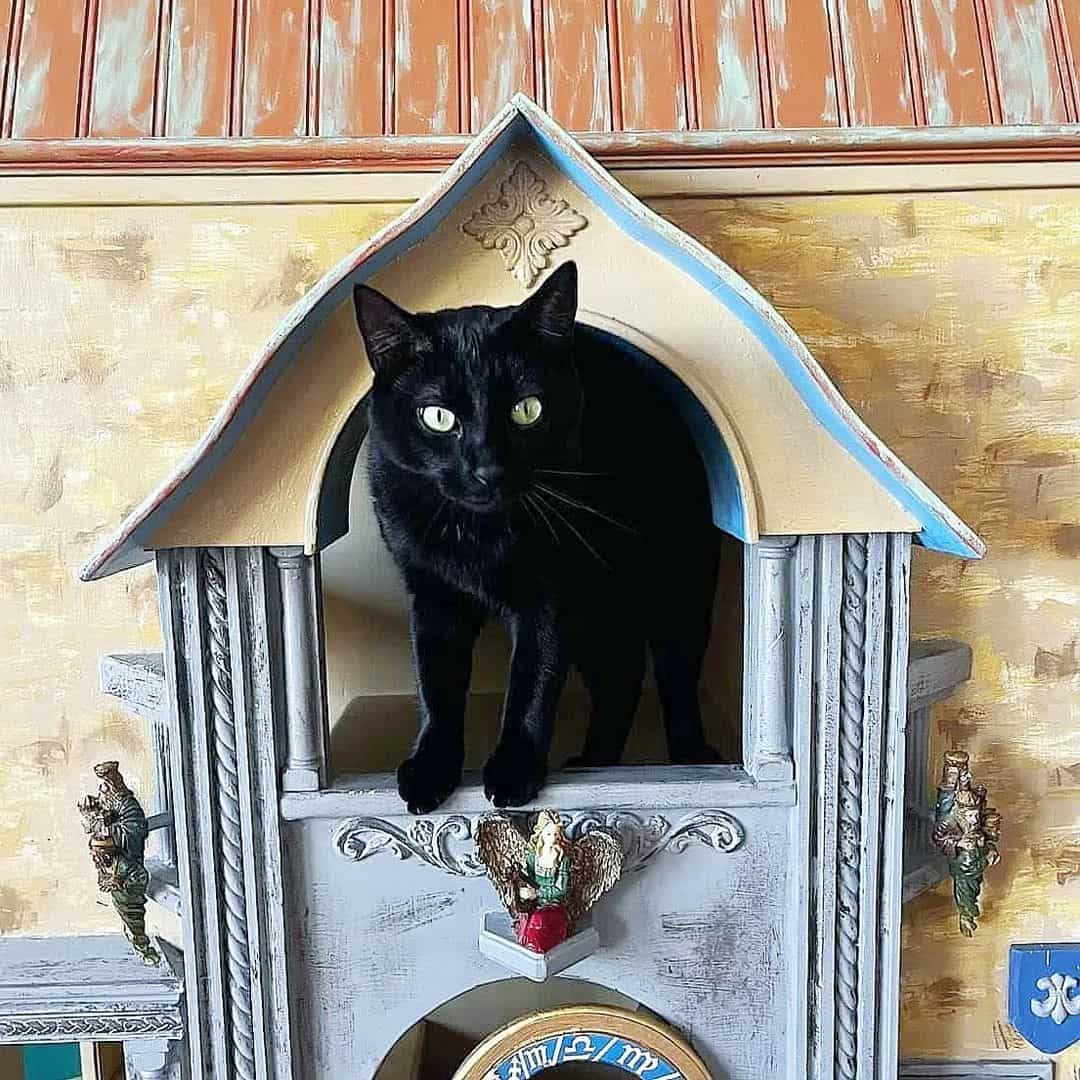photo of a black cat in Witty Whisker Cat Cafe