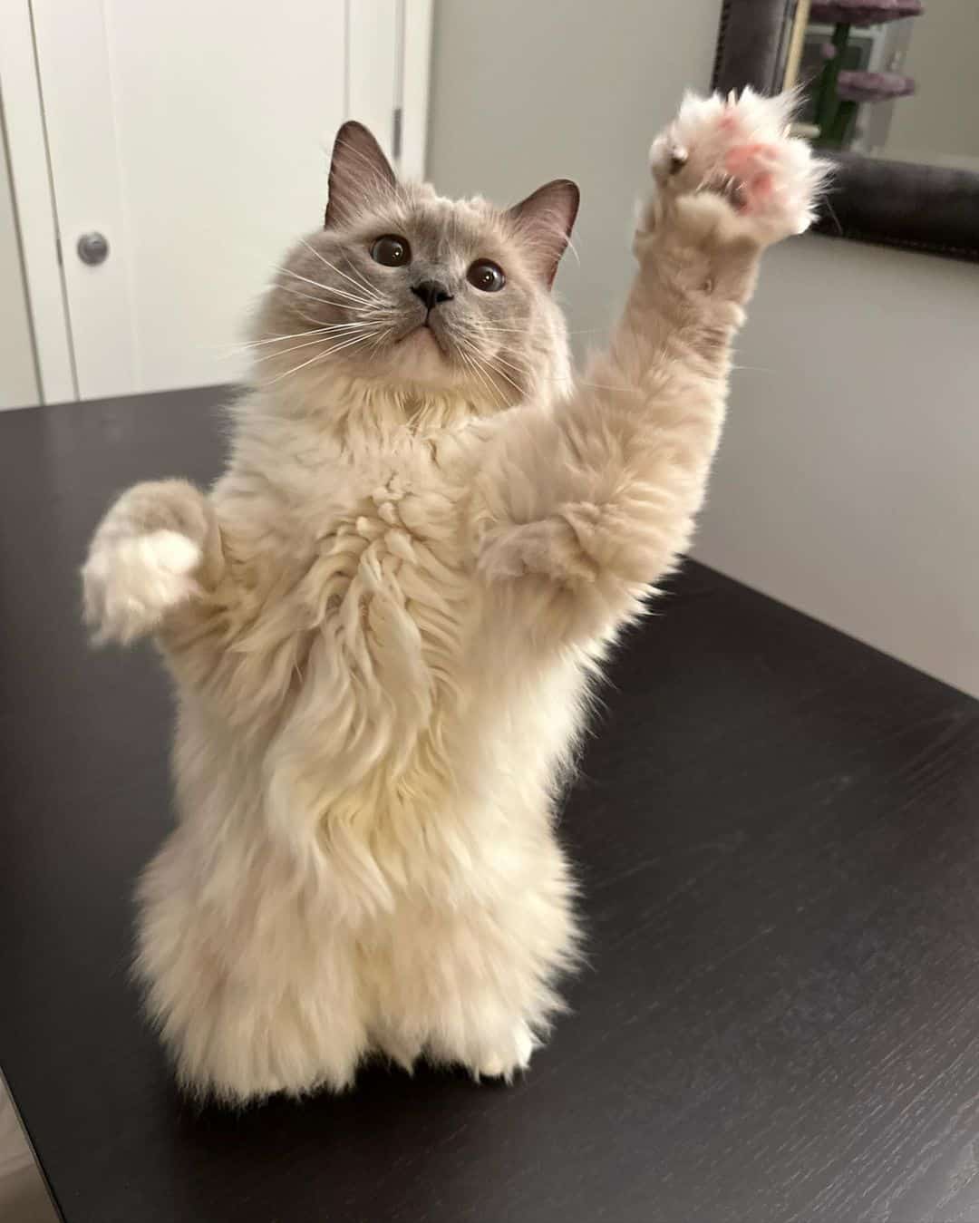 playful radgol cat with raised paws