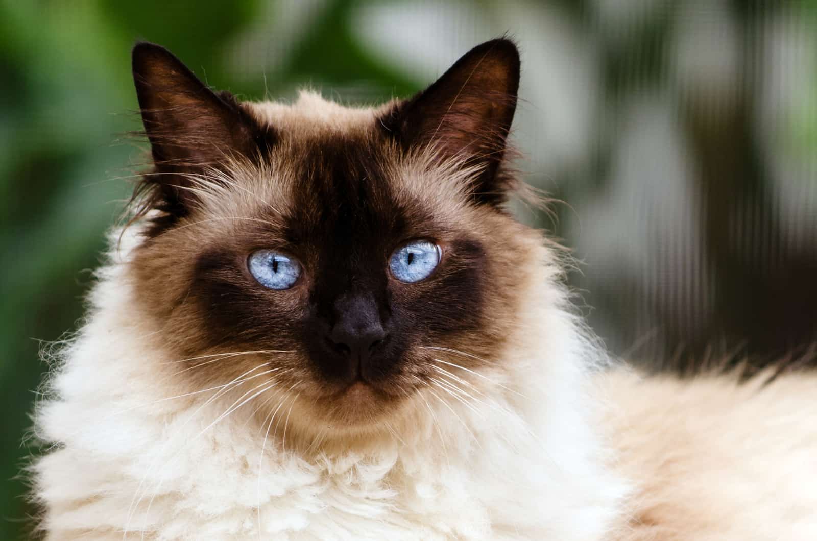 portrait of a blue-eyed purebred himalayan cat