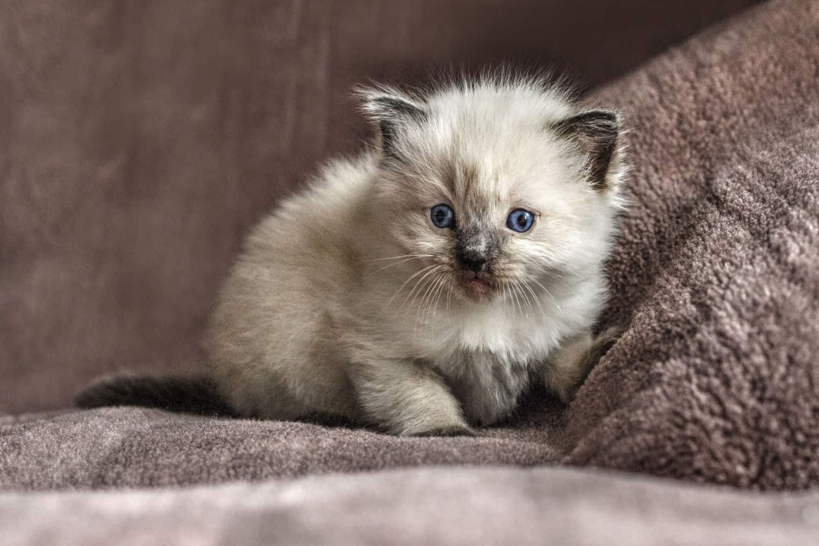 portrait of a small blue-eyed ragdoll kitten
