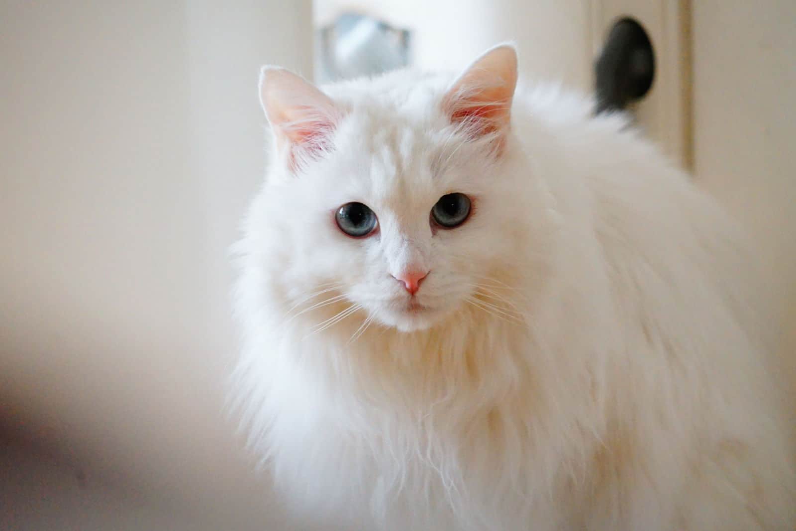 portrait of a white blue-eyed turkish angora cat